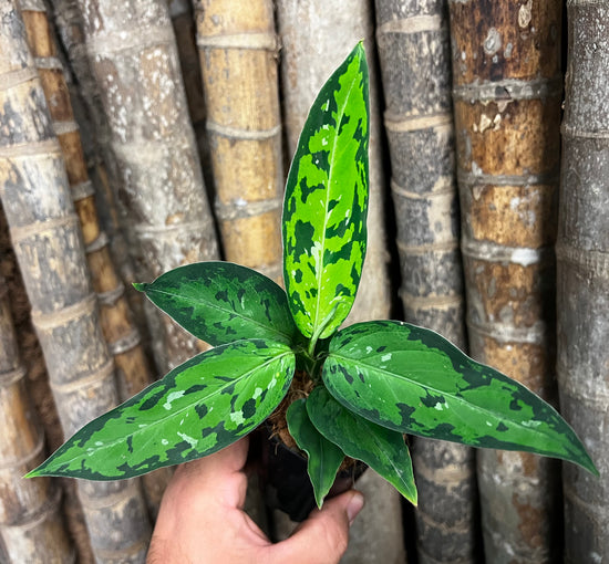 Aglaonema pictum &