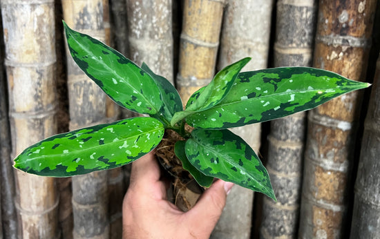 Aglaonema pictum &
