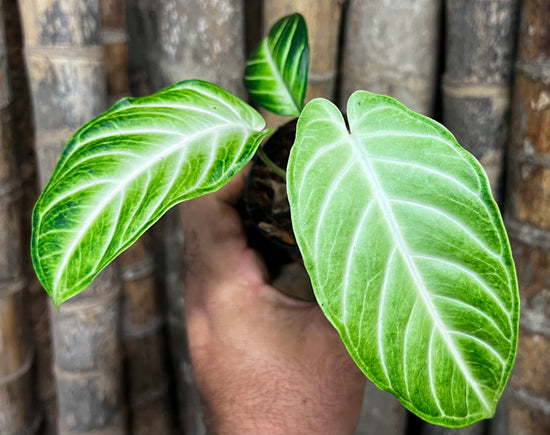 Phyllotaenium lindenii &