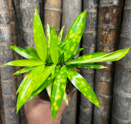 Dracaena &