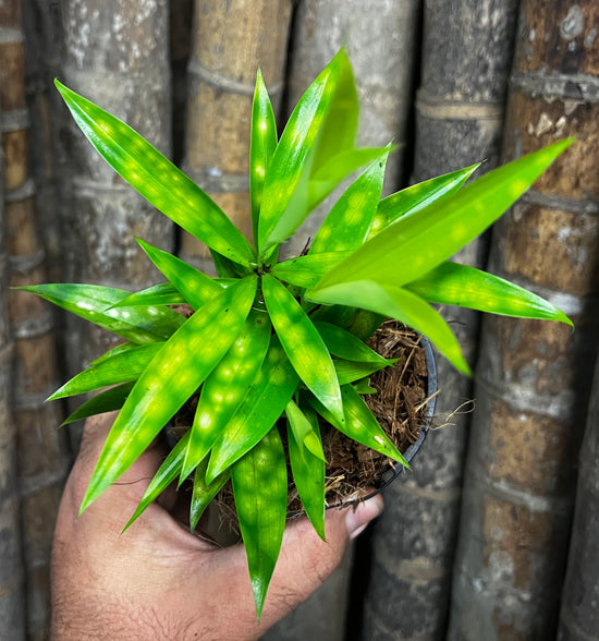 Dracaena &
