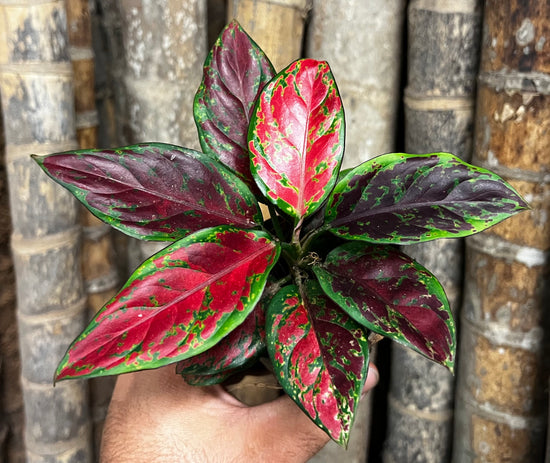 Aglaonema &