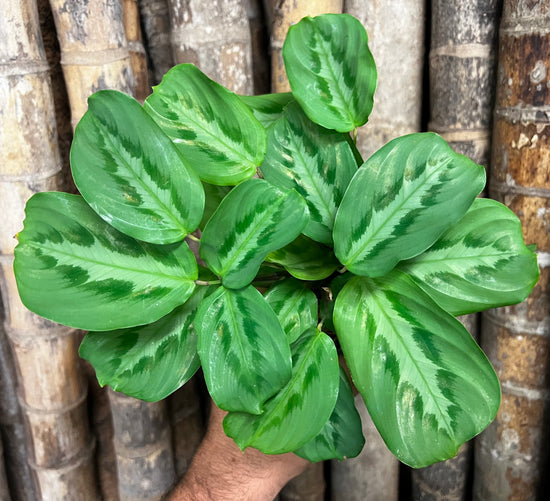 Maranta &