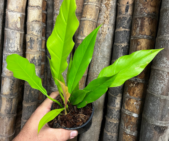 Philodendron &