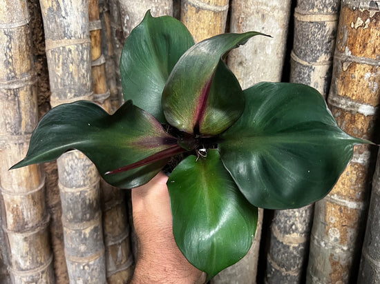 Philodendron &