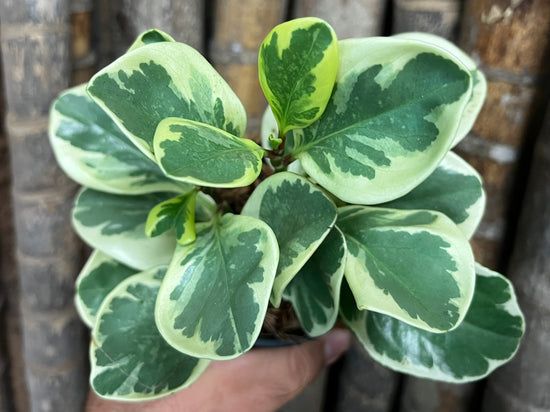 Peperomia &