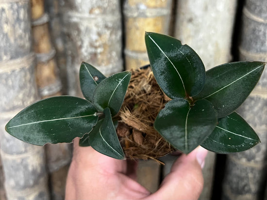 Jewel Orchid &