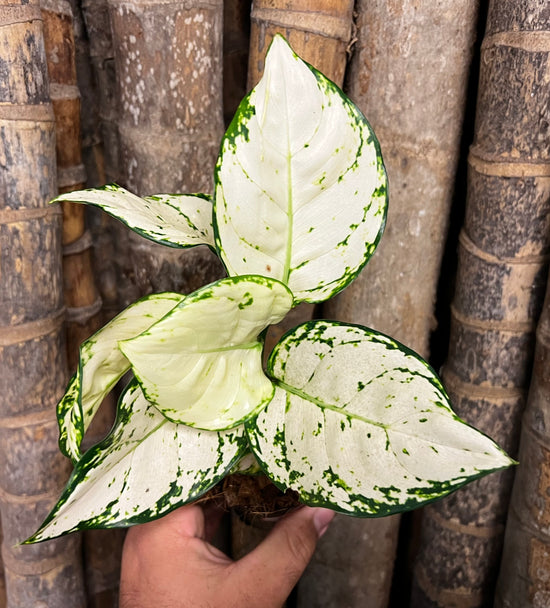 aglaonema super white Aglaonema 'Super White' WF13 – plantandleaf