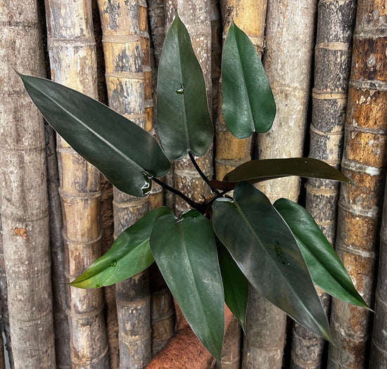 Philodendron &