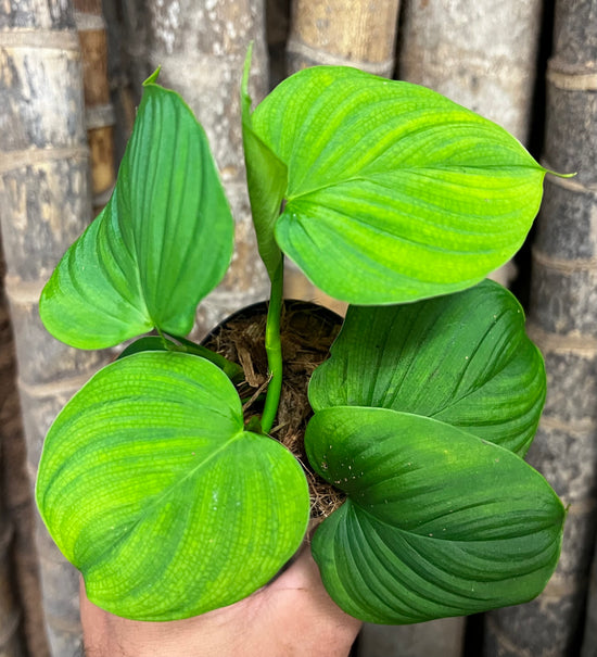 Philodendron &