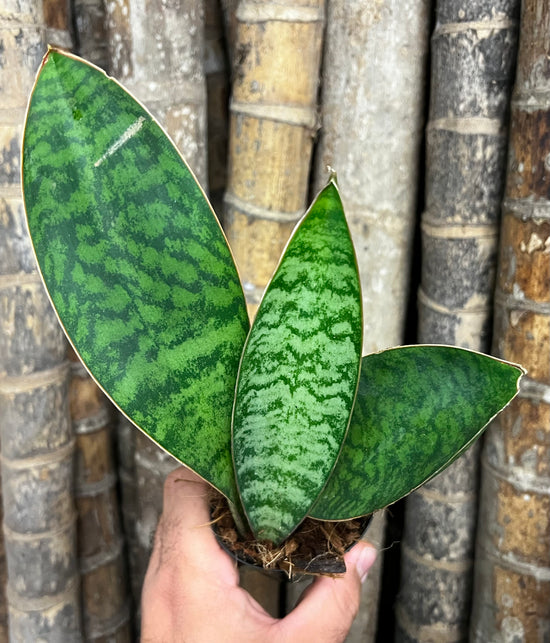 Sansevieria &