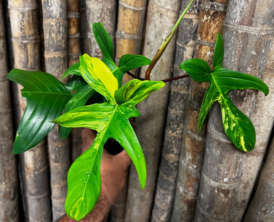 Philodendron &
