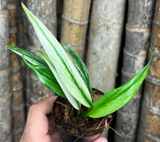 Epipremnum amplissimum&
