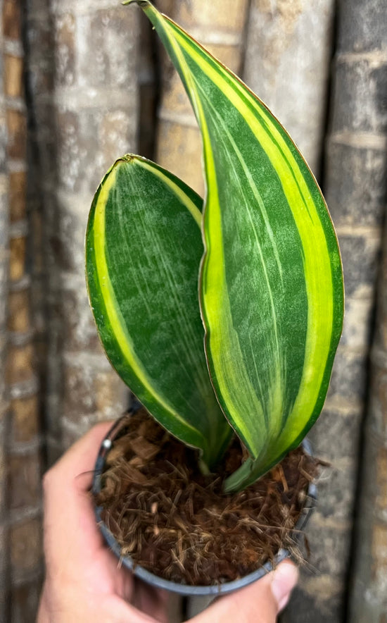 Sansevieria &