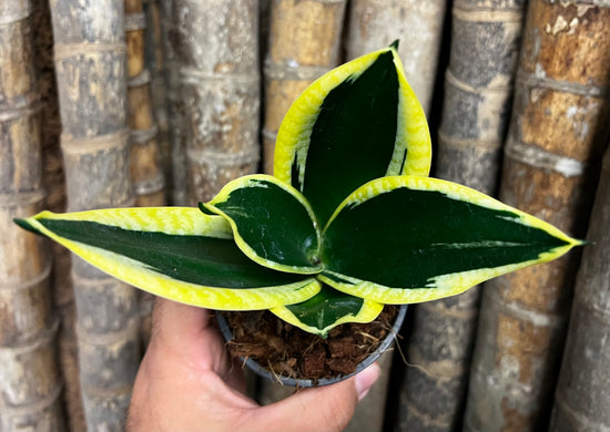 Sansevieria &