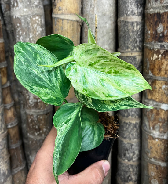 Philodendron &