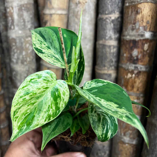 Philodendron &