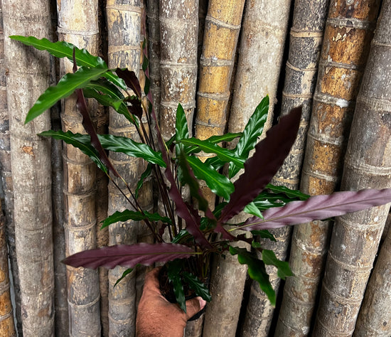 Calathea rufibarba &