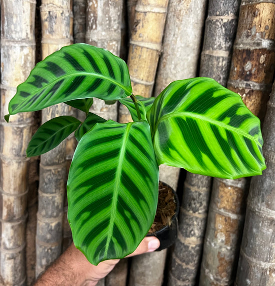 Calathea &