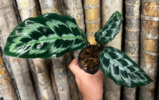 Calathea &