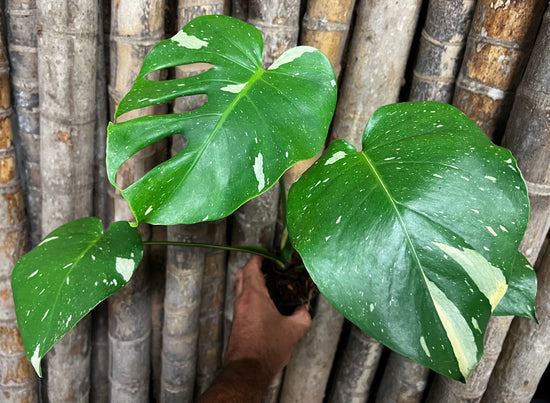 Monstera &