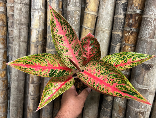Aglaonema &