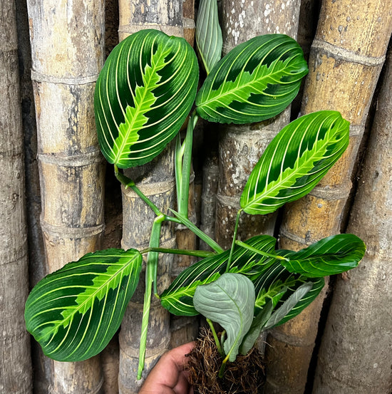 Maranta &