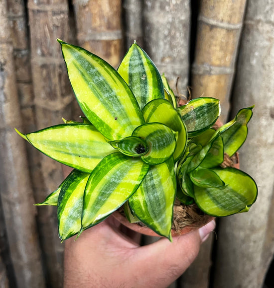 Sansevieria &