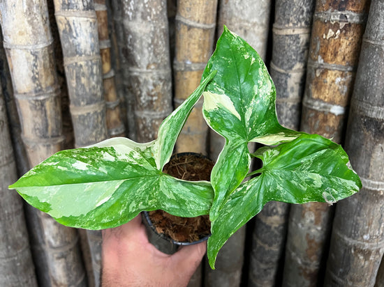 Syngonium &