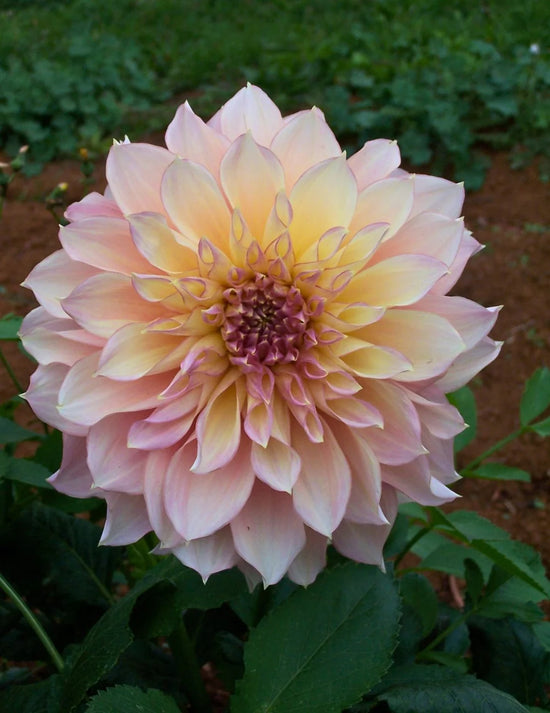 Dahlia Kotara