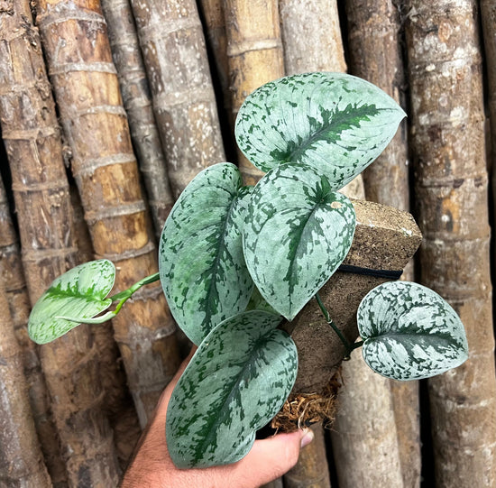 Scindapsus &