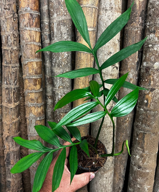Monstera &