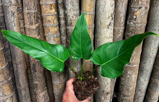 Philodendron &