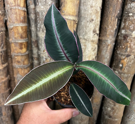 Labisia pumila CO20