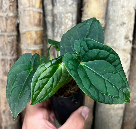 Anthurium &