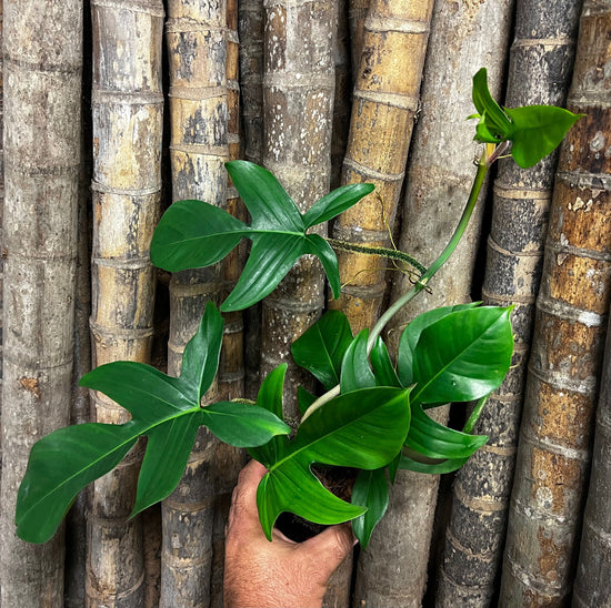 Philodendron &