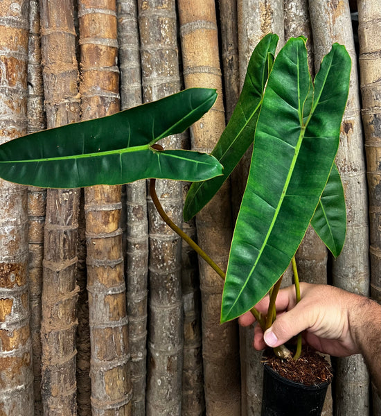 Philodendron &