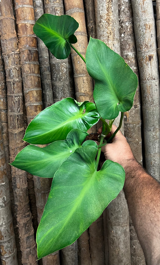 Philodendron rugosum &