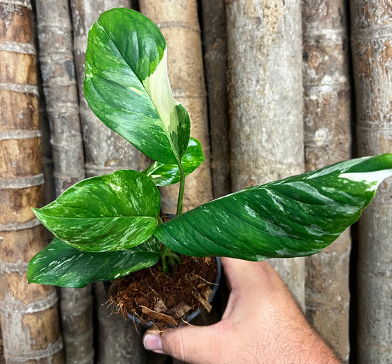 Monstera lechleriana &