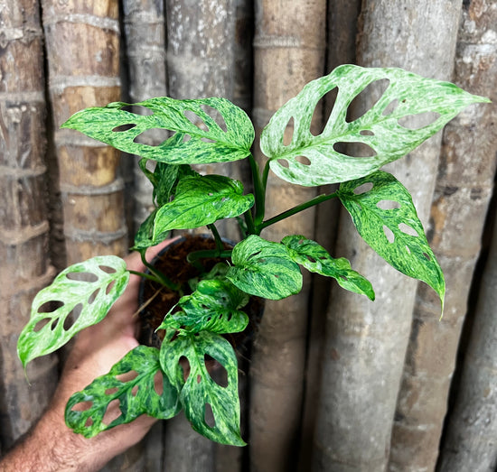 Monstera adansonii &