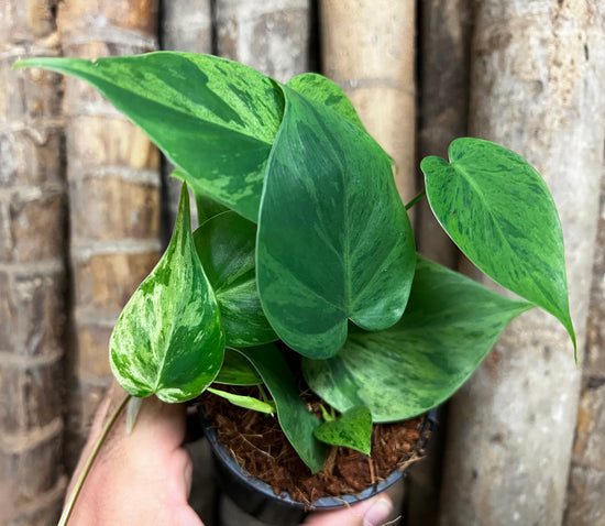 Philodendron &