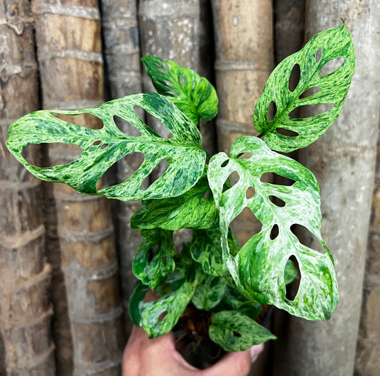 Monstera adansonii &