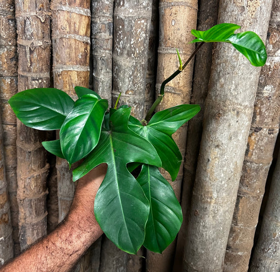 Philodendron &