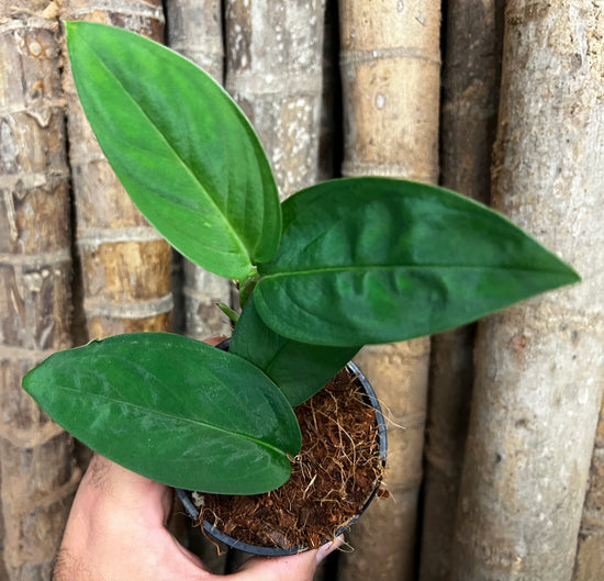 Monstera &