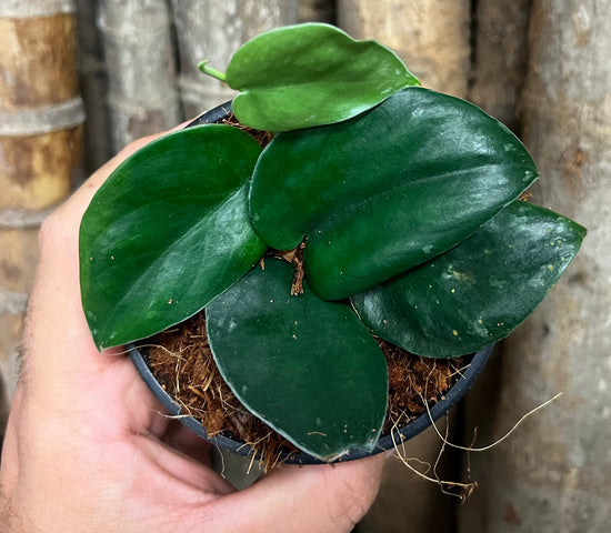 Scindapsus &