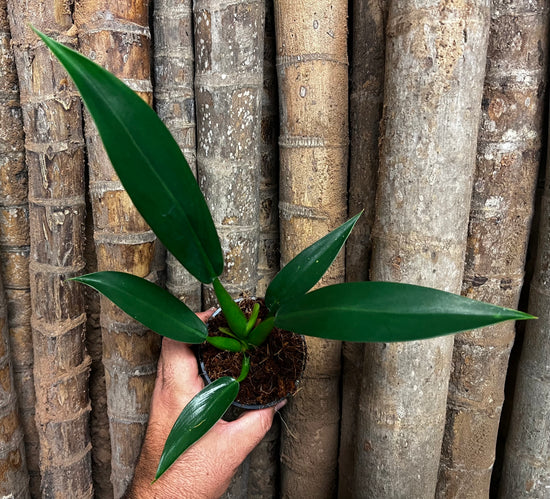 Philodendron &