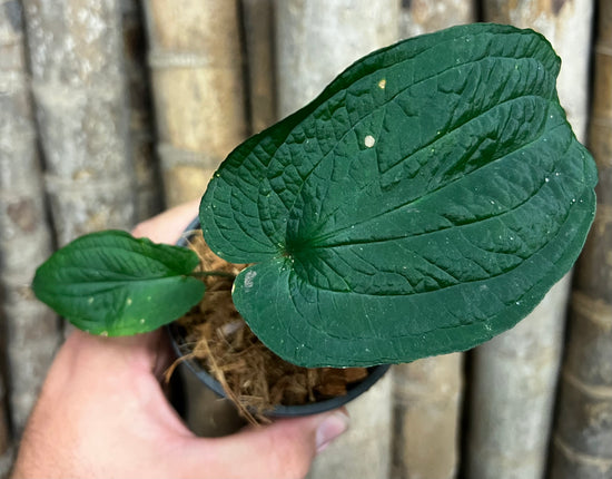 Anthurium &