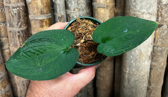 Anthurium &