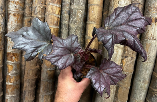 Begonia &