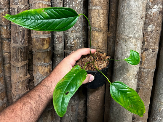 Anthurium &